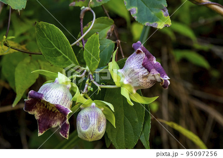 ツルニンジンの花 95097256