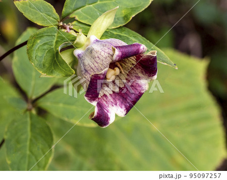 ツルニンジンの花 ツルニンジンの花 95097257