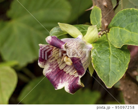 ツルニンジンの花 95097258