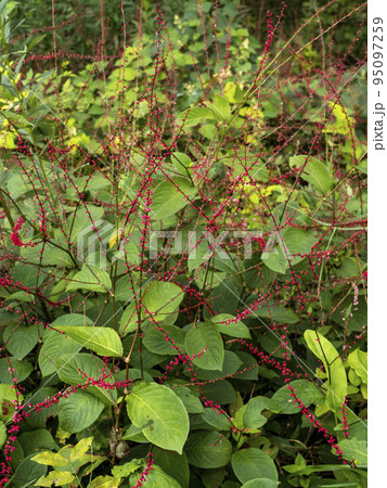 山に咲く赤いミズヒキ 95097259