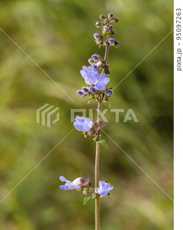 ヤマハッカの花 ヤマハッカの花 95097263