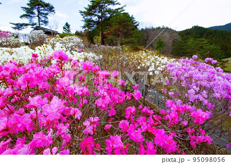 青梅市にある梅の公園の花景色 青梅市にある梅の公園の花景色 95098056