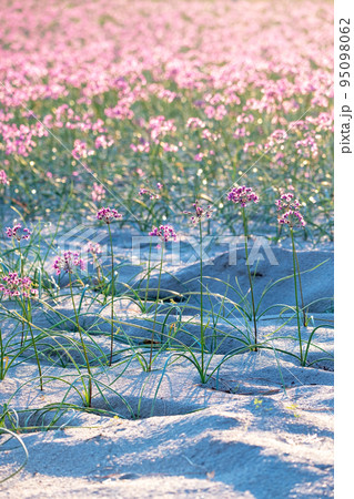 ラッキョウの花 (鳥取県北栄町) ラッキョウの花 (鳥取県北栄町) 95098062
