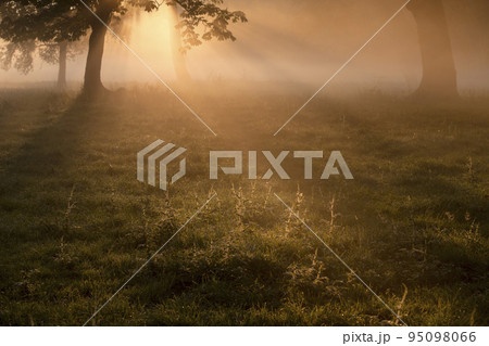 生命の息吹 95098066