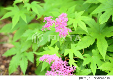 キョウガノコの花 キョウガノコの花 95098230