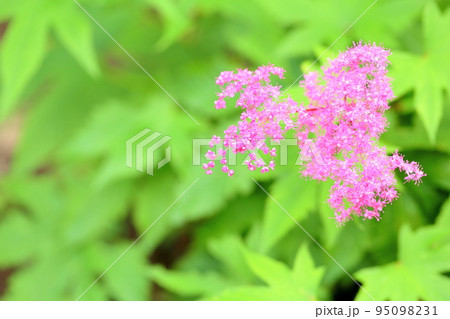 キョウガノコの花 キョウガノコの花 95098231