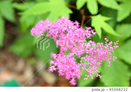 キョウガノコの花 キョウガノコの花 95098232