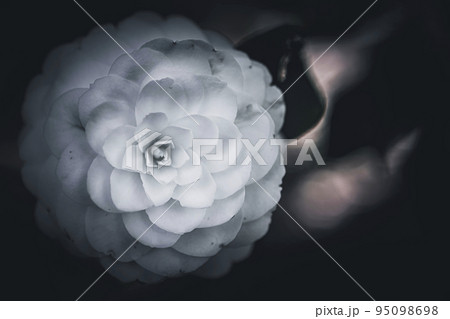 椿の花のクローズアップ 95098698