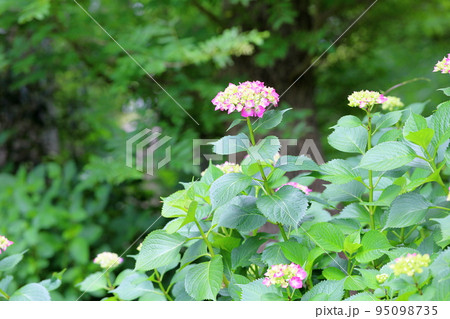 アジサイの花 アジサイの花 95098735