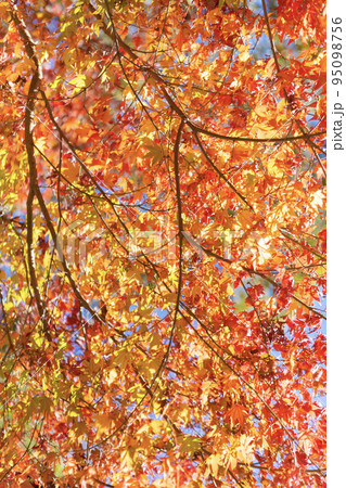紅葉 紅葉 95098756