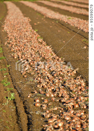 秋の北海道京極町で収穫が始まった玉ねぎ畑の風景を撮影 95099079