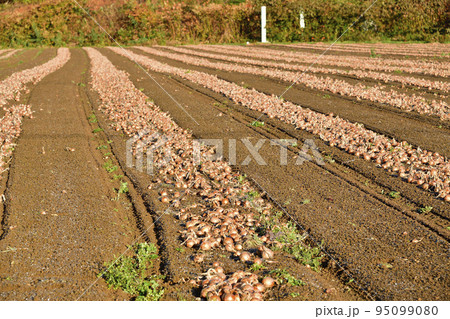 秋の北海道京極町で収穫が始まった玉ねぎ畑の風景を撮影 秋の北海道京極町で収穫が始まった玉ねぎ畑の風景を撮影 95099080