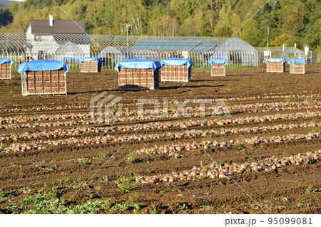 秋の北海道京極町で収穫が始まった玉ねぎ畑の風景を撮影 95099081
