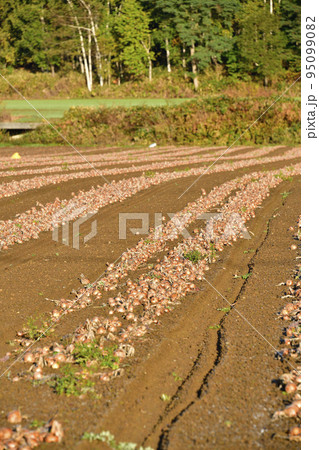 秋の北海道京極町で収穫が始まった玉ねぎ畑の風景を撮影 95099082