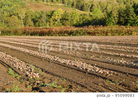 秋の北海道京極町で収穫が始まった玉ねぎ畑の風景を撮影 95099083