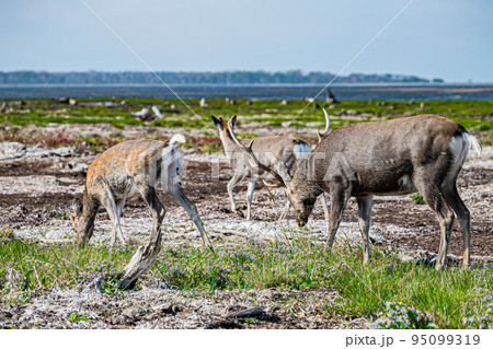 野付半島の風景 95099319