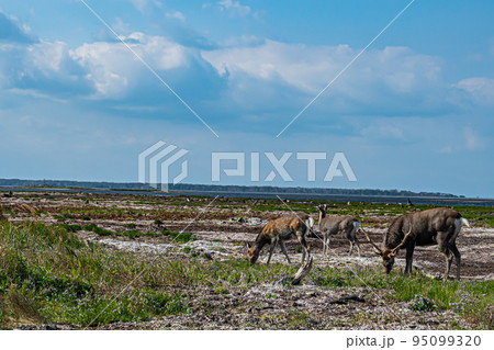野付半島の風景 95099320