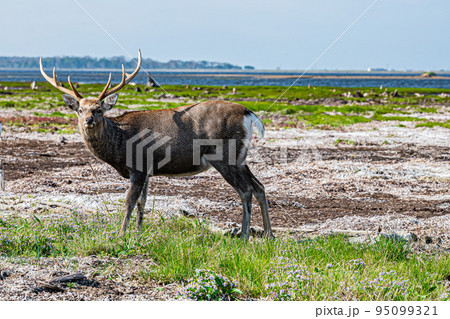 野付半島の風景 95099321