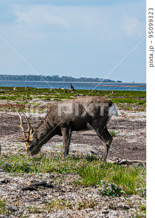 野付半島の風景 95099323