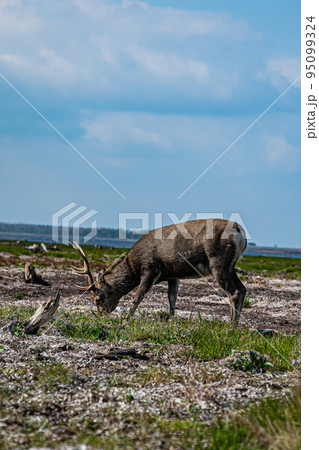 野付半島の風景 95099324
