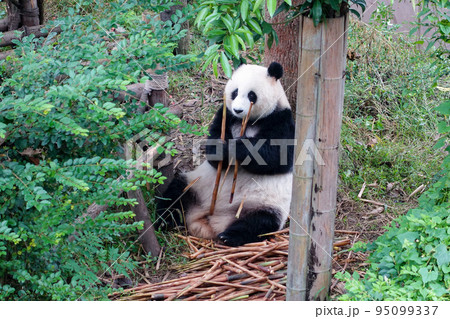 中国 成都大猫熊繁育研究基地のパンダ 95099337