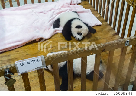 中国 成都大猫熊繁育研究基地のパンダの写真素材 [95099343] - PIXTA