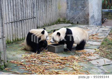 中国 成都大猫熊繁育研究基地のパンダ 95099344