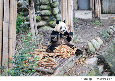 複製/段忻然/熊猫/パンダ図/中国/工芸/布袋屋掛軸HK-8