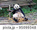 中国 成都大猫熊繁育研究基地のパンダ 95099348
