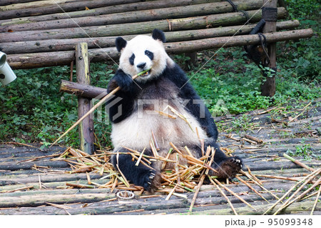 中国 成都大猫熊繁育研究基地のパンダ 中国 成都大猫熊繁育研究基地のパンダ 95099348