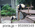 中国 成都大猫熊繁育研究基地のパンダ 95099349