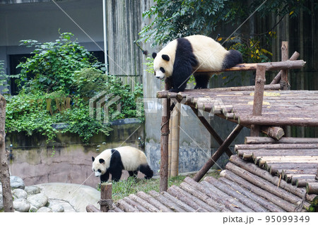 中国 成都大猫熊繁育研究基地のパンダ 中国 成都大猫熊繁育研究基地のパンダ 95099349
