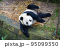 中国 成都大猫熊繁育研究基地のパンダ 95099350
