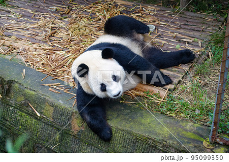 中国 成都大猫熊繁育研究基地のパンダ 中国 成都大猫熊繁育研究基地のパンダ 95099350