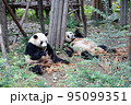 中国 成都大猫熊繁育研究基地のパンダ 95099351