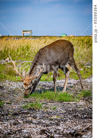 野付半島の風景 野付半島の風景 95099364