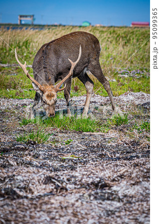 野付半島の風景 95099365