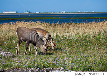 野付半島の風景 95099531