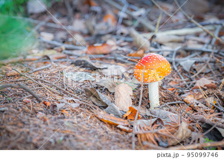 北海道のガーデンの風景 95099746