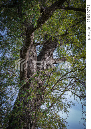 北海道のガーデンの風景 北海道のガーデンの風景 95099771