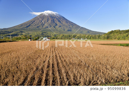 秋の北海道京極町で初冠雪の羊蹄山と収穫間近の大豆畑の風景を撮影 95099836