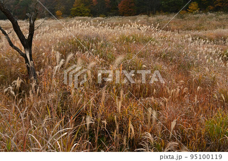 秋の砥峰高原 95100119