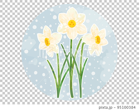 雪と水仙のカットイラスト 95100384