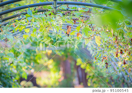 北海道の秋のガーデン 95100545