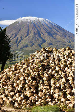 秋の北海道京極町で初冠雪の羊蹄山と収穫されたビートの風景を撮影 95100613