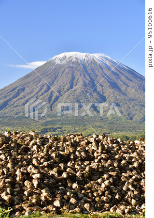 秋の北海道京極町で初冠雪の羊蹄山と収穫されたビートの風景を撮影 95100616