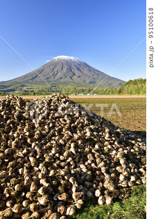 秋の北海道京極町で初冠雪の羊蹄山と収穫されたビートの風景を撮影 95100618