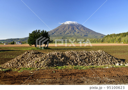秋の北海道京極町で初冠雪の羊蹄山と収穫されたビートの風景を撮影 95100623
