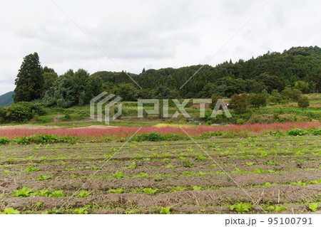 華麗に咲く赤い蕎麦の花 華麗に咲く赤い蕎麦の花 95100791