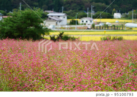 華麗に咲く赤い蕎麦の花 華麗に咲く赤い蕎麦の花 95100793